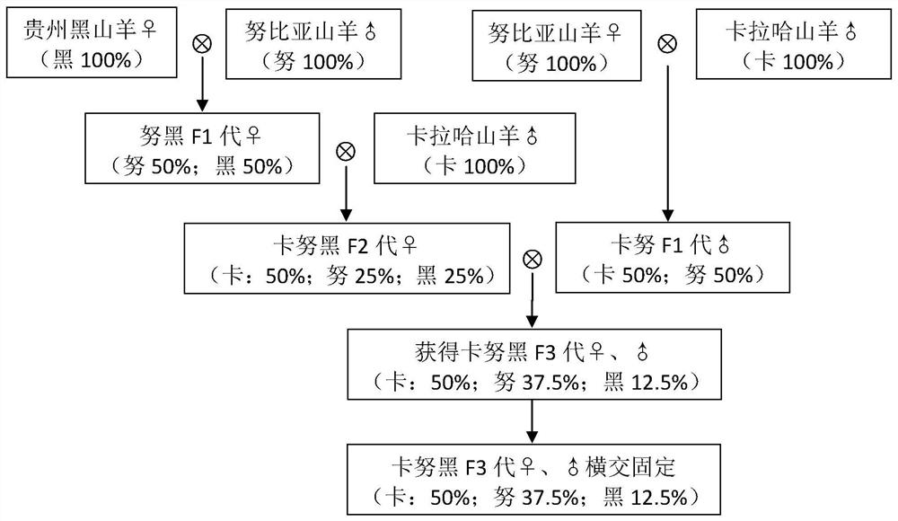 A kind of cultivation method of Guizhou black goat meat new line/species