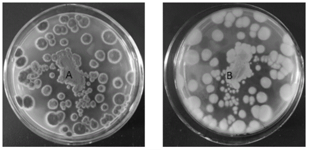 Tephrosia purpurea endophytic fungus TPL25 and application thereof in plant disease prevention and treatment