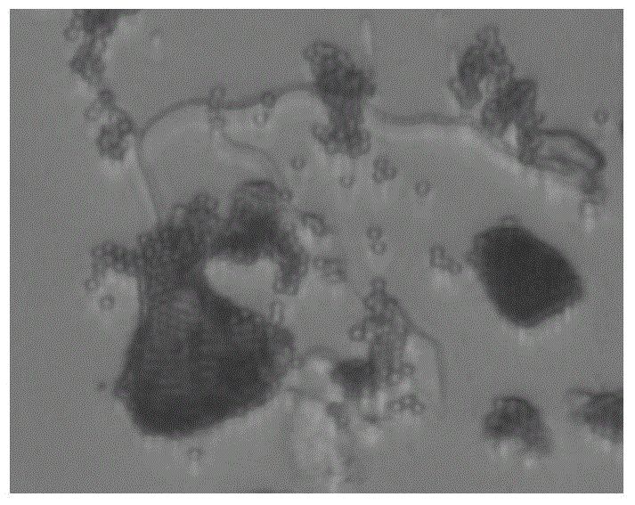 Tephrosia purpurea endophytic fungus TPL25 and application thereof in plant disease prevention and treatment