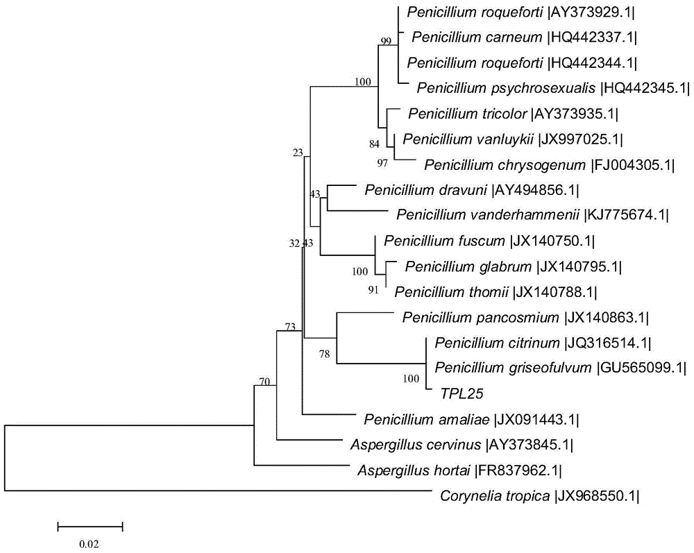 Tephrosia purpurea endophytic fungus TPL25 and application thereof in plant disease prevention and treatment