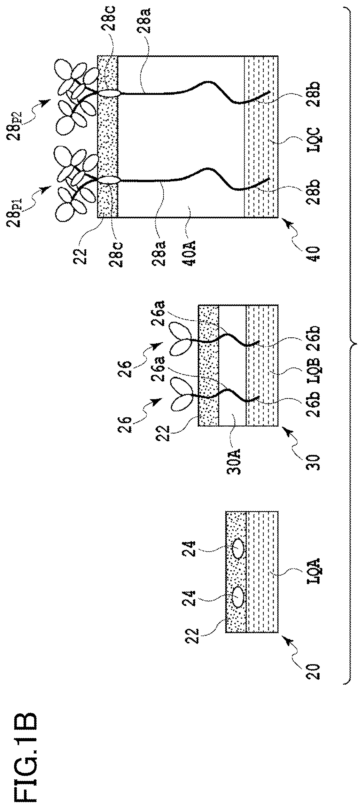 Hydroponics device and hydroponics method