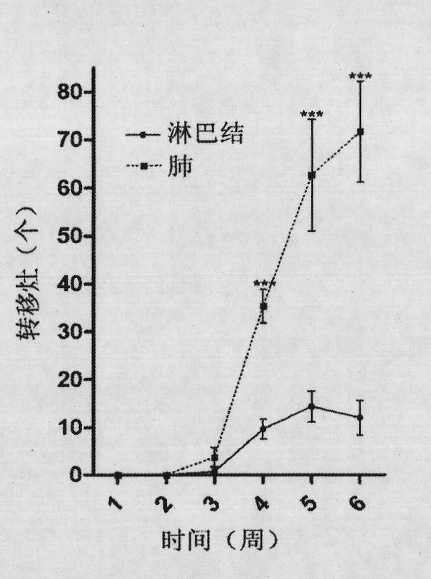 Lung-targeting metastatic human hepatoma cell strain and establishing method thereof