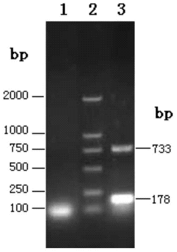 Rough type Brucella melitensis attenuated strain and vaccine thereof