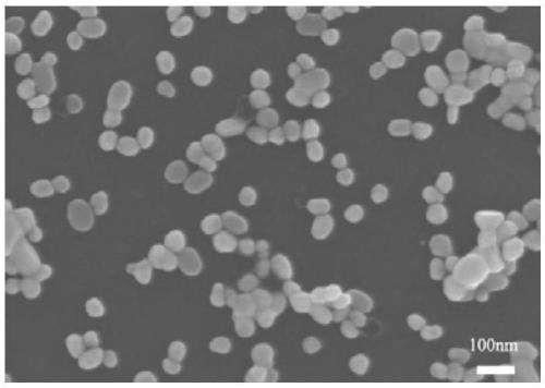 Detection method of aflatoxin b1 molecule SERS based on molecularly imprinted polymer gold-coated core-shell nanoparticles