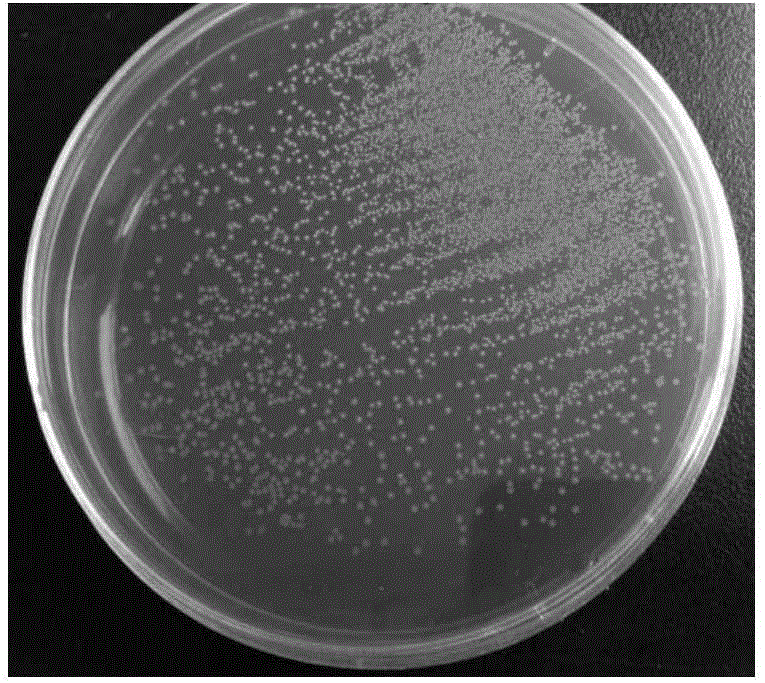 Lactobacillus jensenii and pharmaceutical application thereof