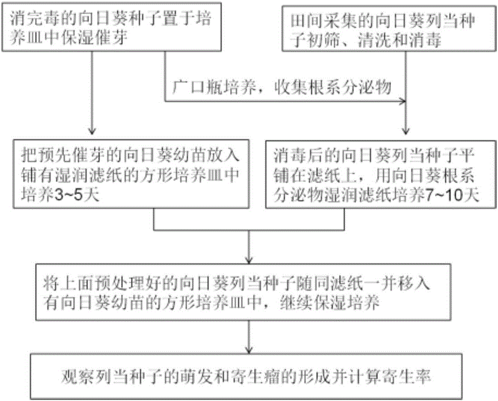 Method for rapid and indoor identification of broomrape resistance level of sunflowers