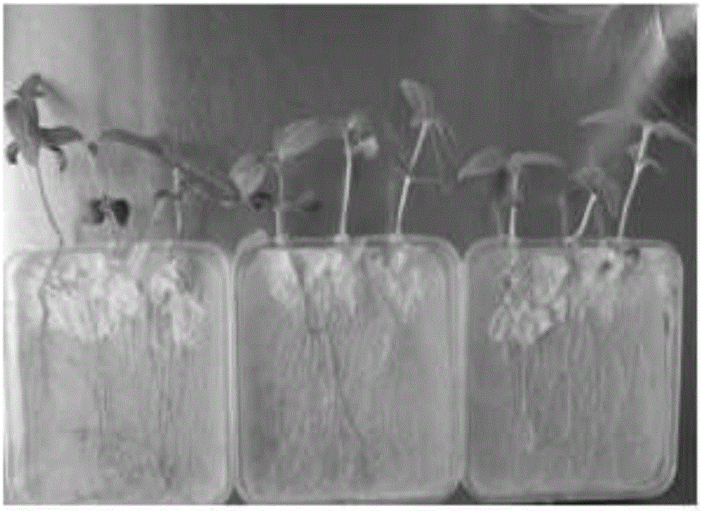 Method for rapid and indoor identification of broomrape resistance level of sunflowers