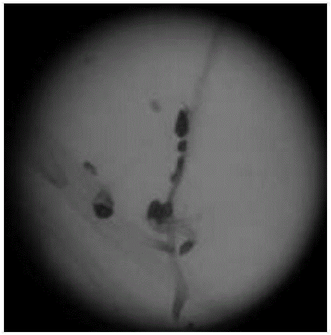 Method for rapid and indoor identification of broomrape resistance level of sunflowers