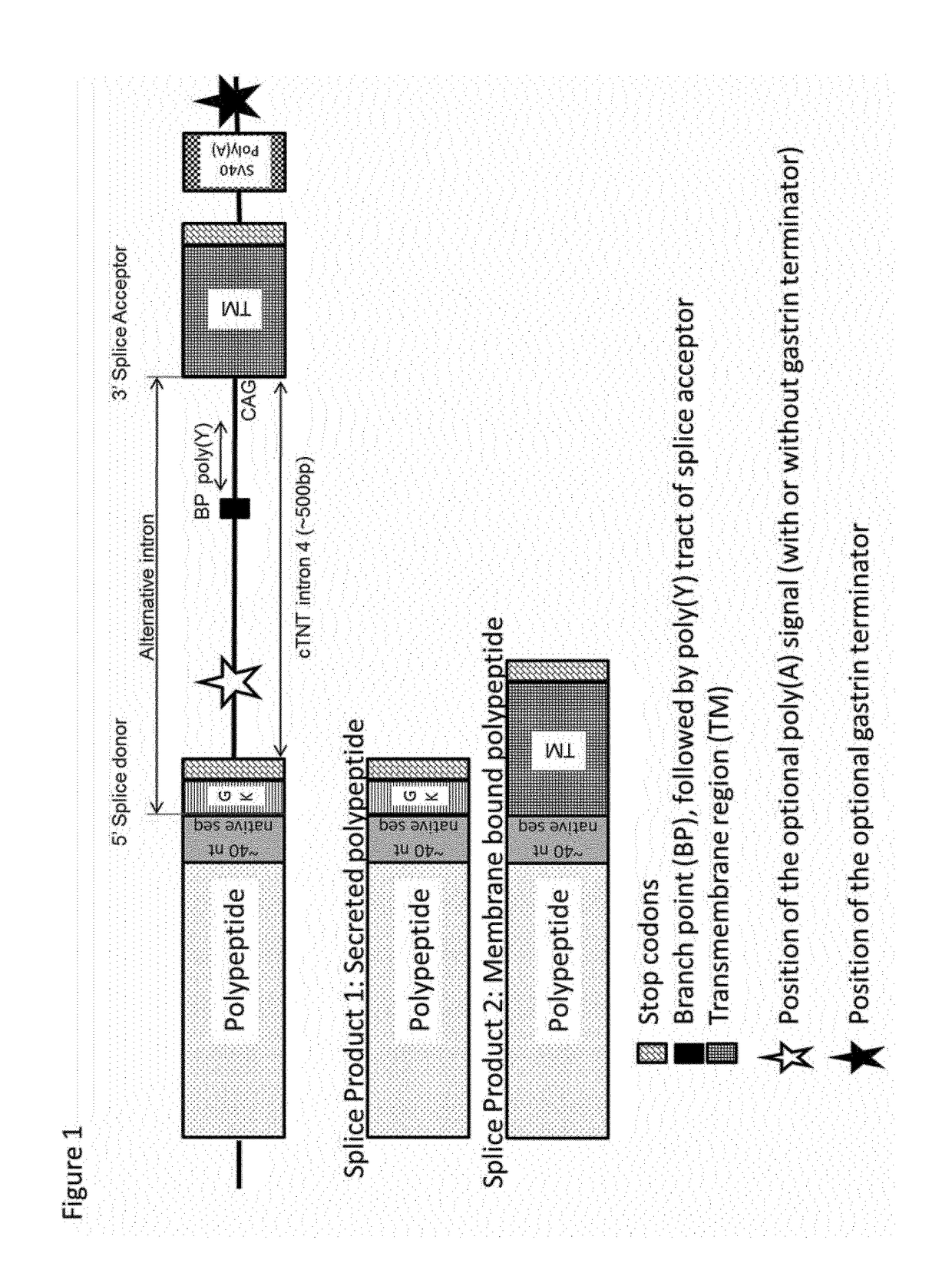 Expression constructs and methods for selecting host cells expressing polypeptides