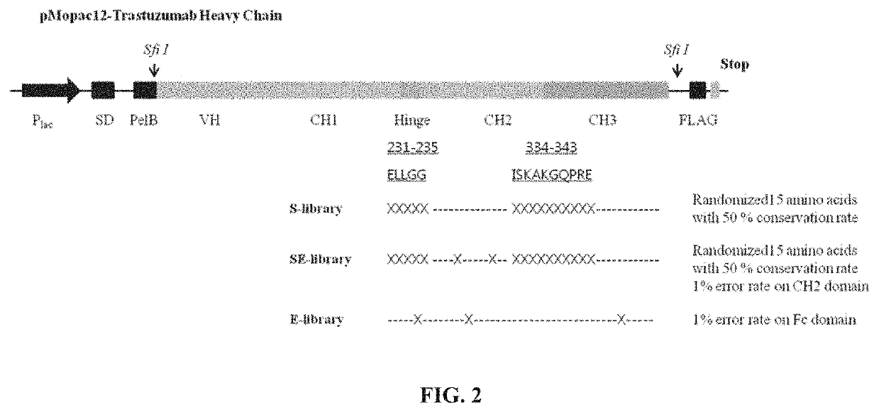 Engineered immunoglobulin fc polypeptides displaying improved complement activation