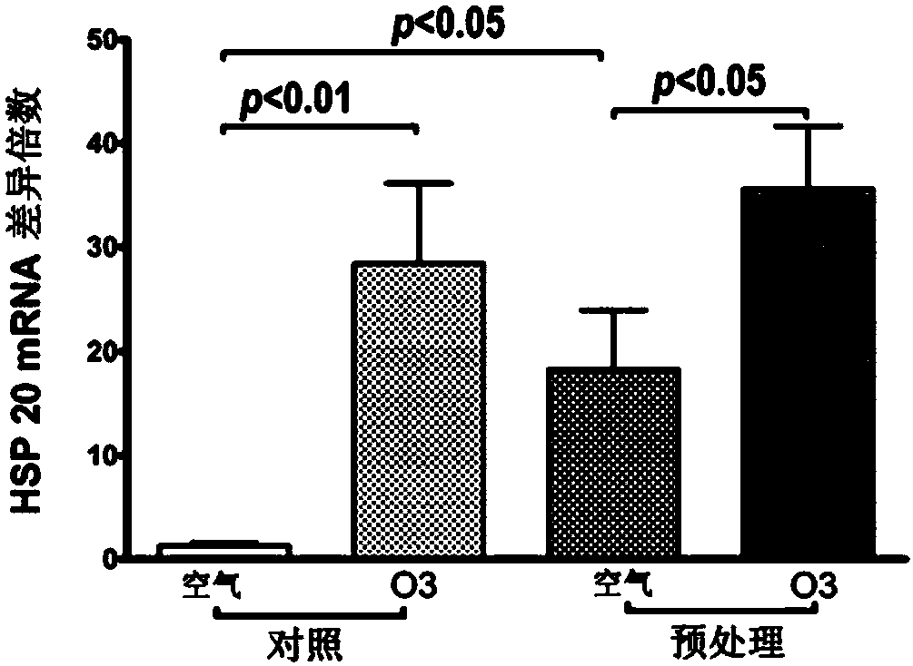 Application of heat shock protein 20 in oxidative stress injury diseases