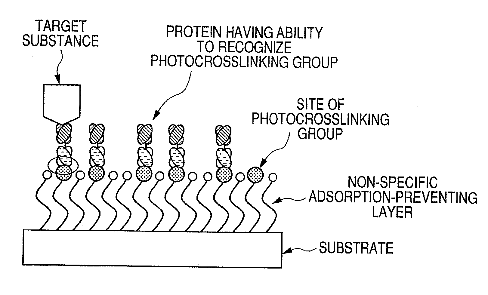 Protein, method for immobilizing protein, structure, biosensor, nucleic acid, vector and kit for detecting target substance