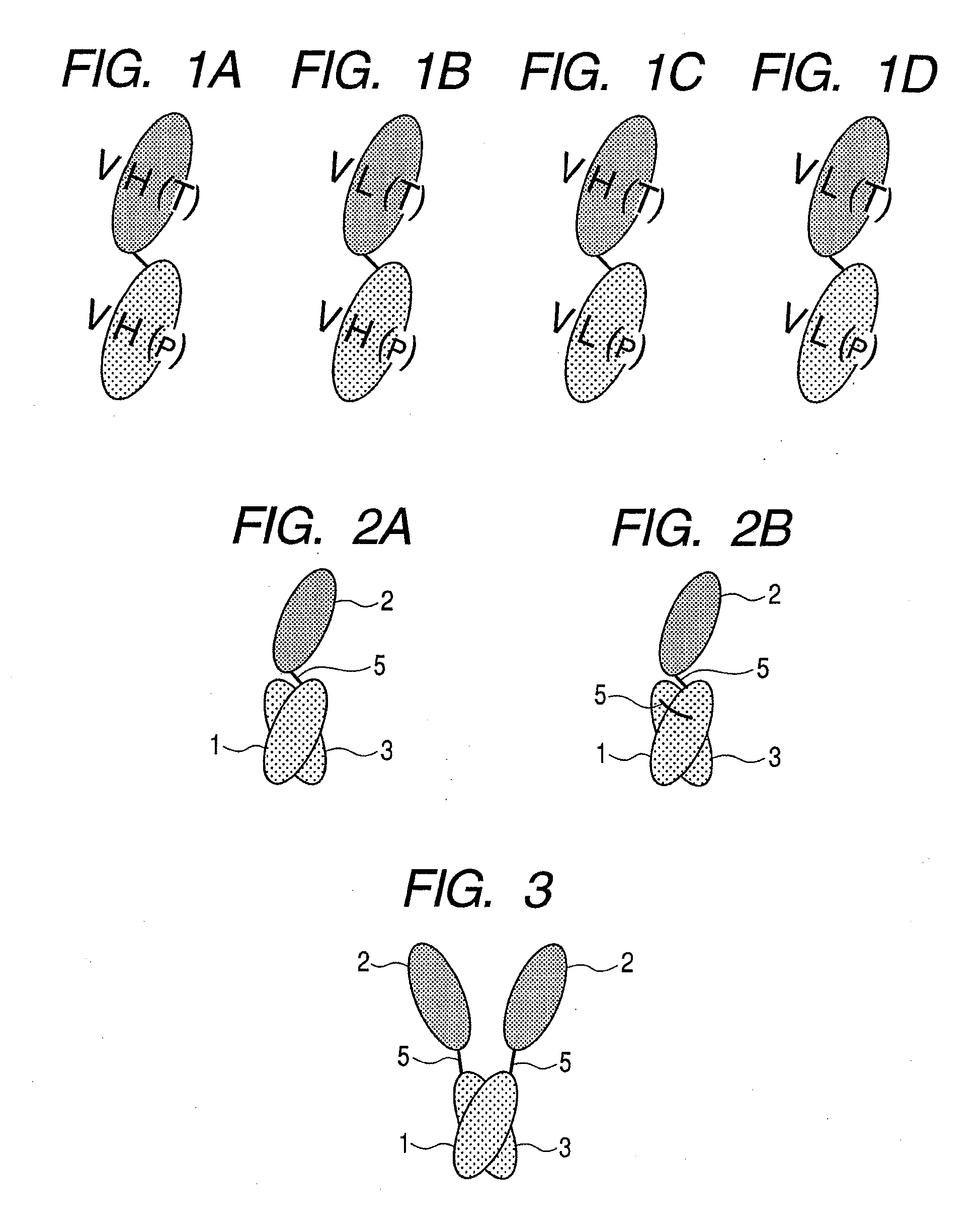 Protein, method for immobilizing protein, structure, biosensor, nucleic acid, vector and kit for detecting target substance