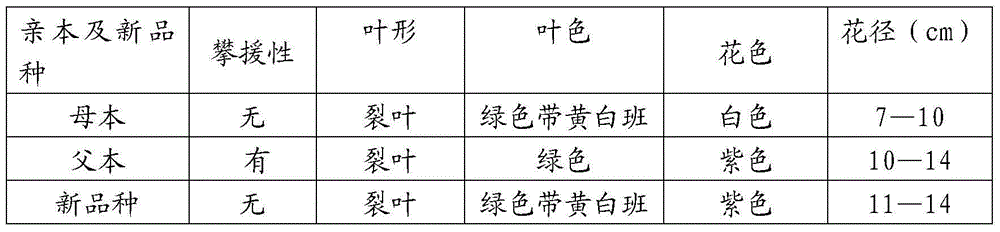 Method for breeding and planting morning glory with high ornamental value, disease resistance and high yield