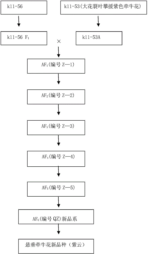 Method for breeding and planting morning glory with high ornamental value, disease resistance and high yield