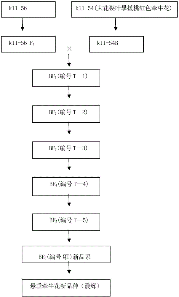 Method for breeding and planting morning glory with high ornamental value, disease resistance and high yield