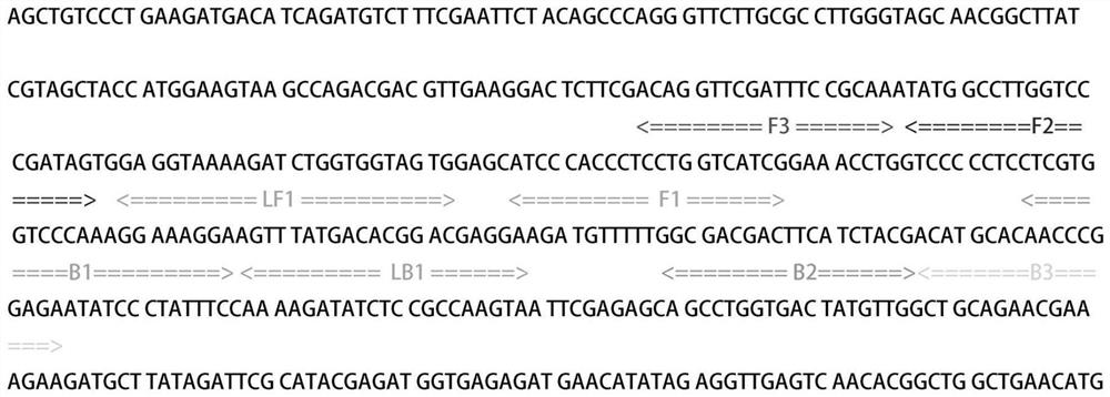 A kind of primer and method for detecting Alternaria brassicae by lamp