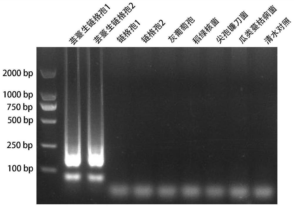 A kind of primer and method for detecting Alternaria brassicae by lamp