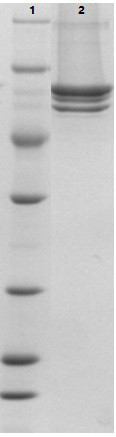 A highly active transposase mutant in a halophilic archaea