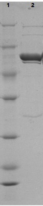 A highly active transposase mutant in a halophilic archaea