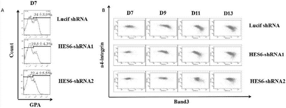 Application of HES6 serving as molecular target in treatment of chronic myeloid leukemia