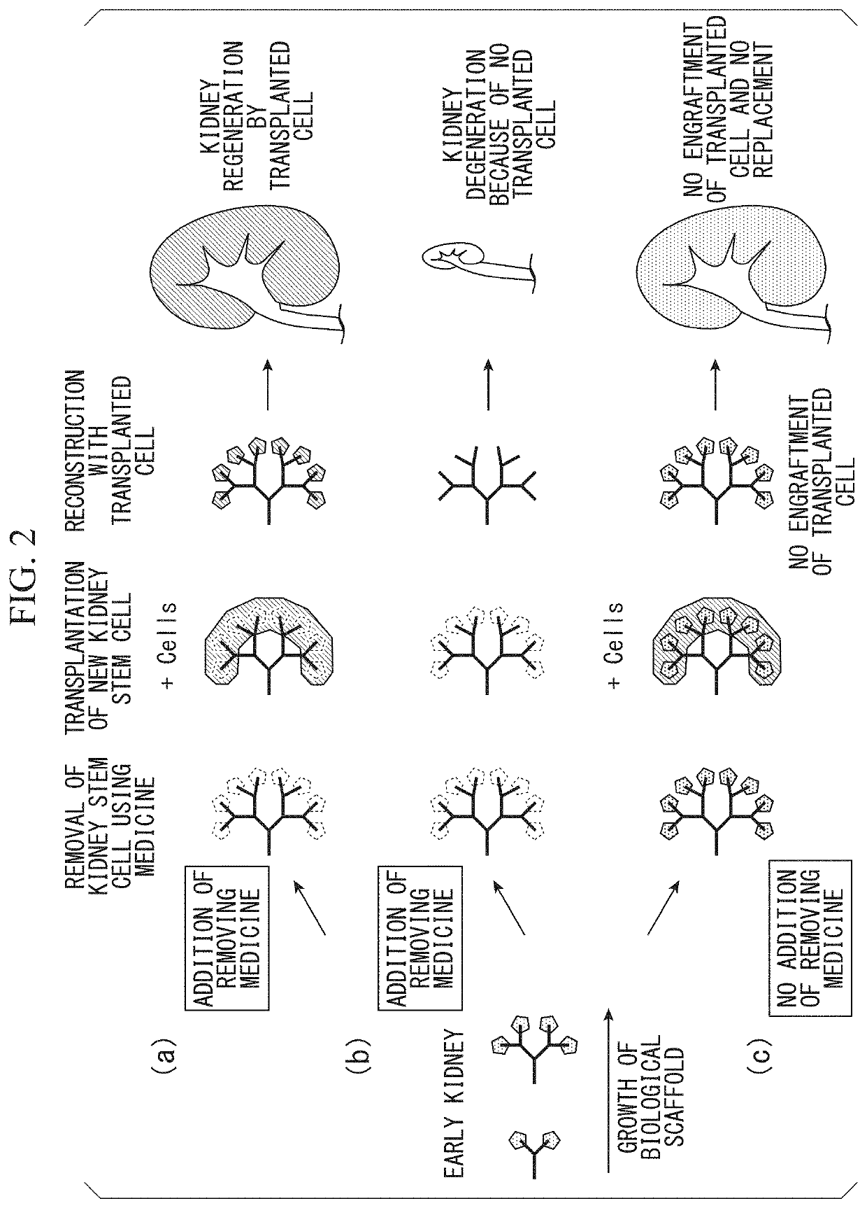 Kidney production method