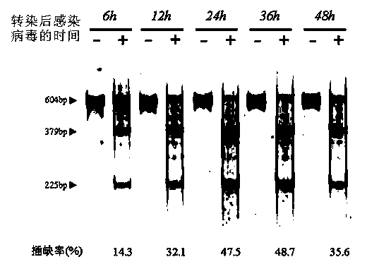 Site-directed modification method for DNA viral genome