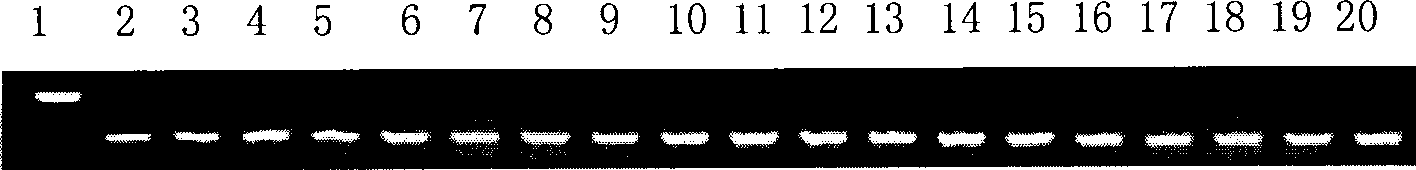 Rice tillering associated protein and encoding gene and use thereof