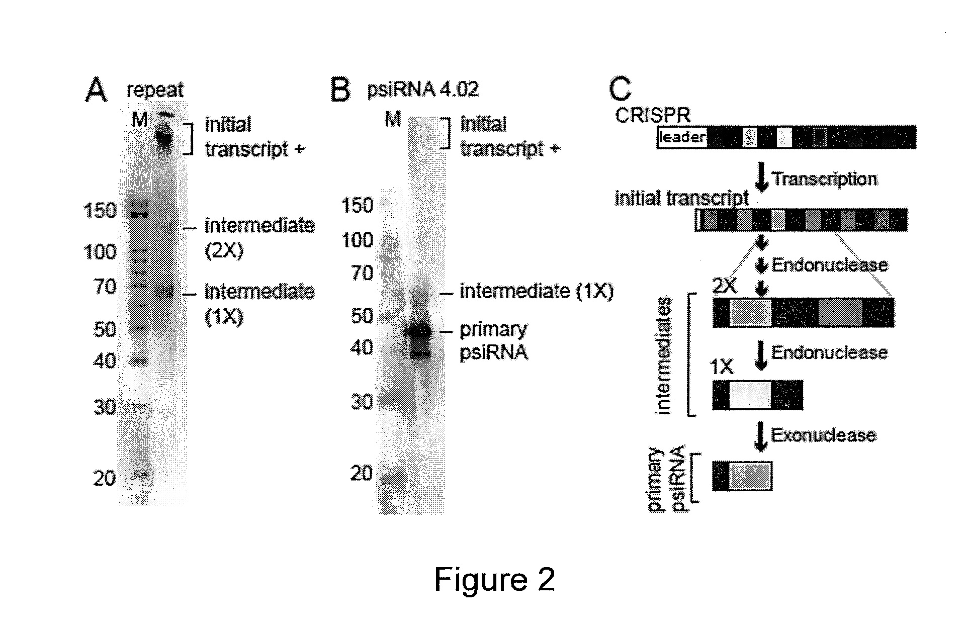 Prokaryotic RNAi-like system and methods of use