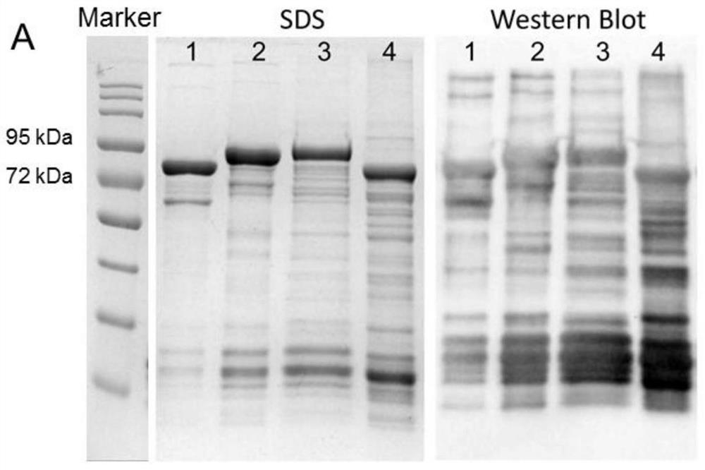 Application of rotavirus non-structural protein 4 in improving immune function of recombinant rotavirus subunit vaccine