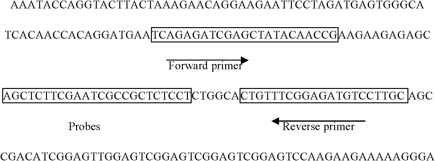 A kind of kit and method for detecting porcine boca virus