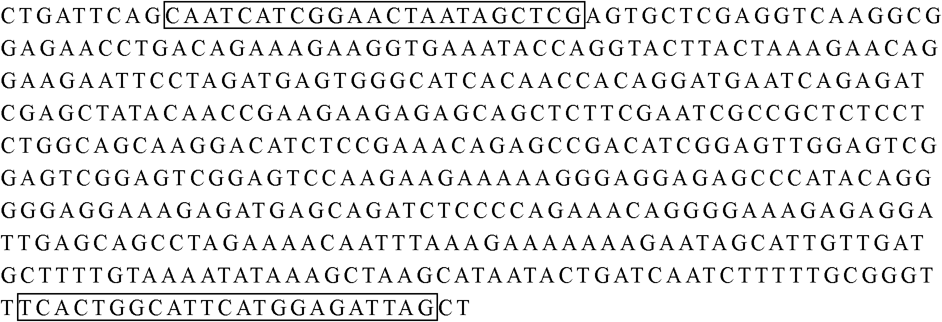 A kind of kit and method for detecting porcine boca virus