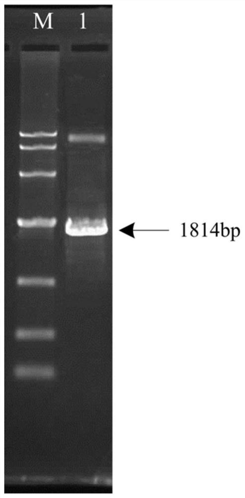 A method for degrading tobacco stalk lignin