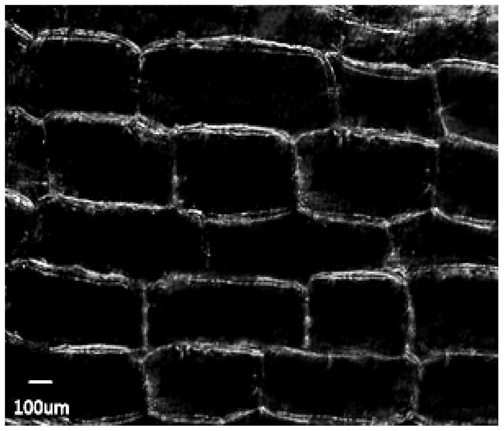 A method for degrading tobacco stalk lignin