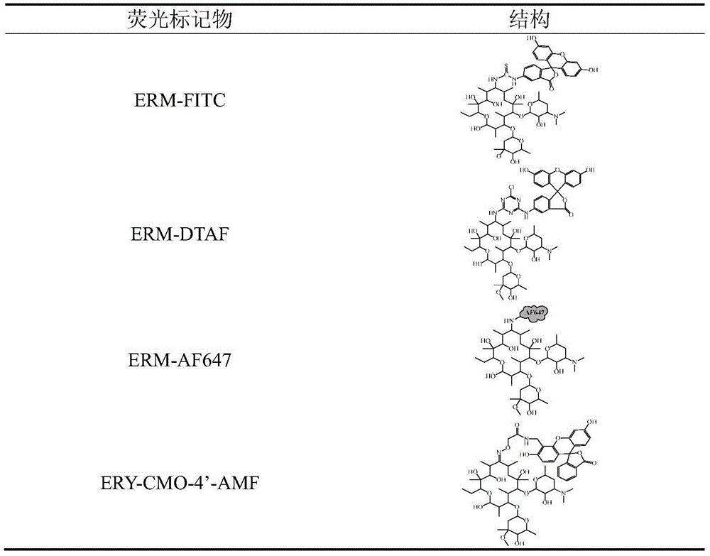 Fluorescence polarization immunoassay method for detection of erythromycin