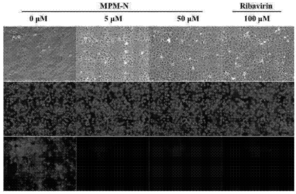 Usage of mycophenolate mofetil or salt thereof in preparing drug for resisting against influenza virus