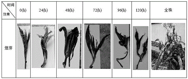 Urea paste tobacco suckercide and applying method thereof