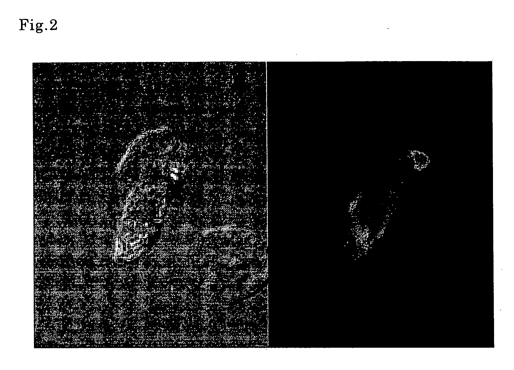 Process for producing antigenic substance