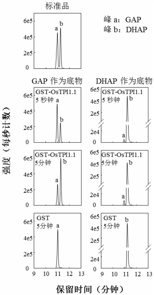 Application of rice gene ostpi1-1 in improvement of rice disease resistance