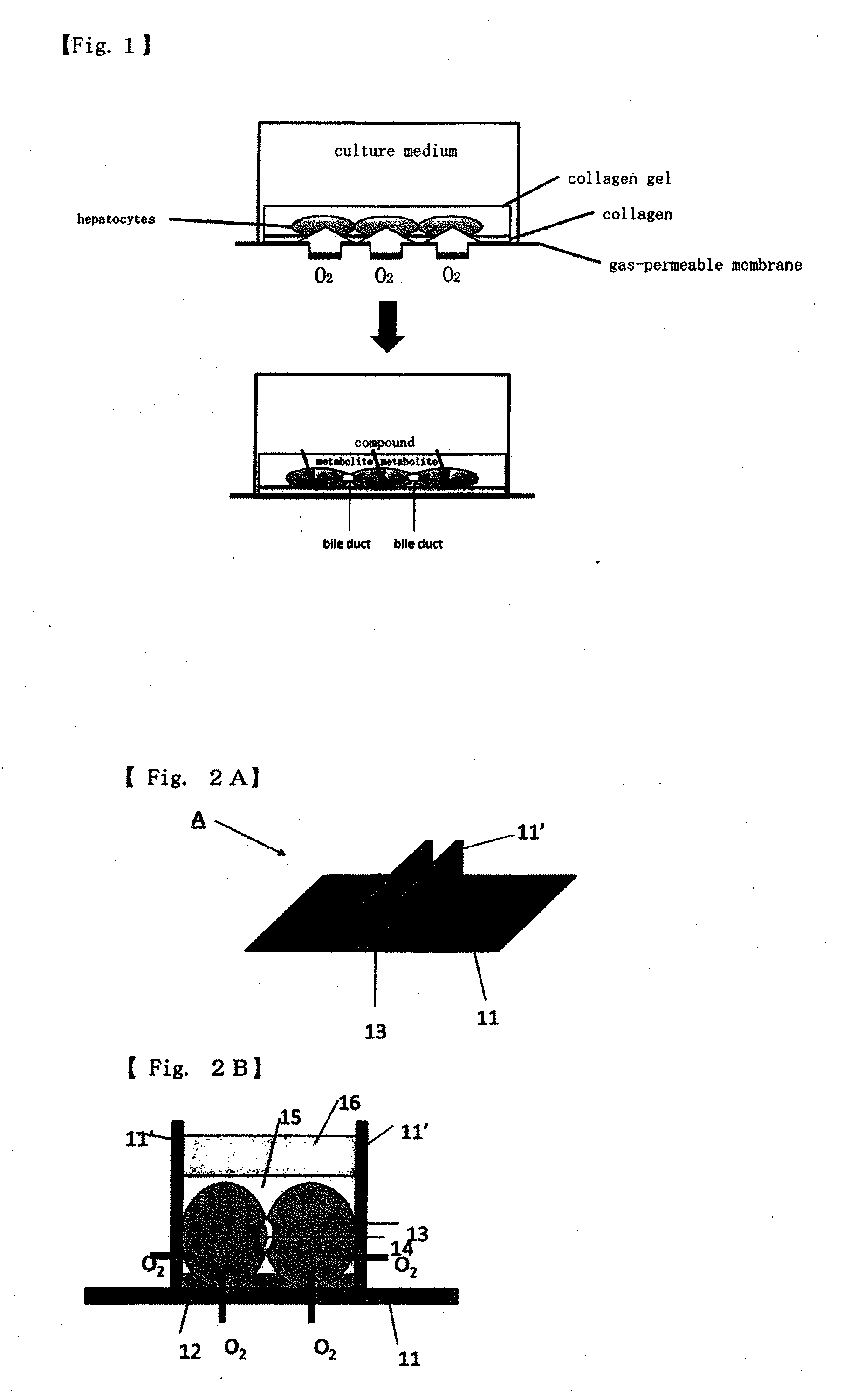 Method for culture of hepatocytes