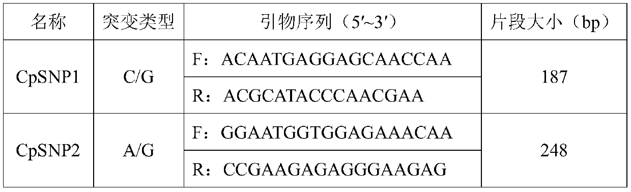 Polymorphic primers of cinnamomum camphora chloroplast SNP molecular markers and application of polymorphic primers