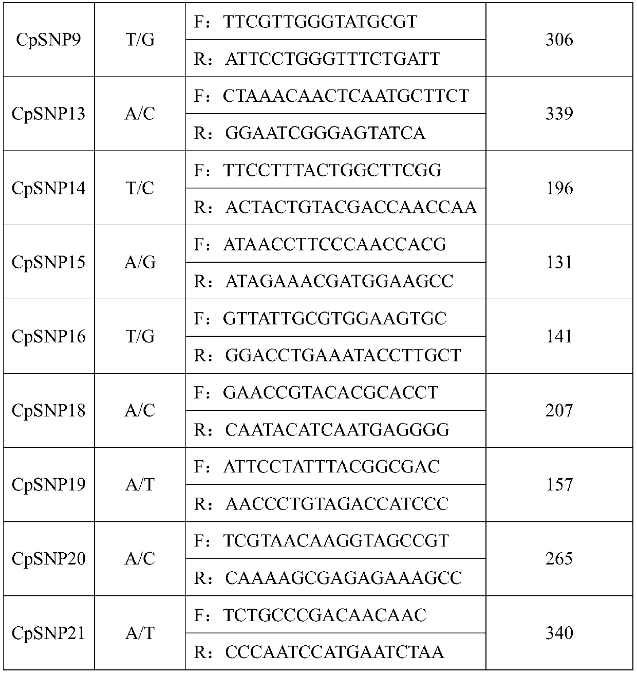 Polymorphic primers of cinnamomum camphora chloroplast SNP molecular markers and application of polymorphic primers