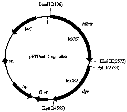 Eggeria, s-equol producing engineering bacteria and its construction method and application