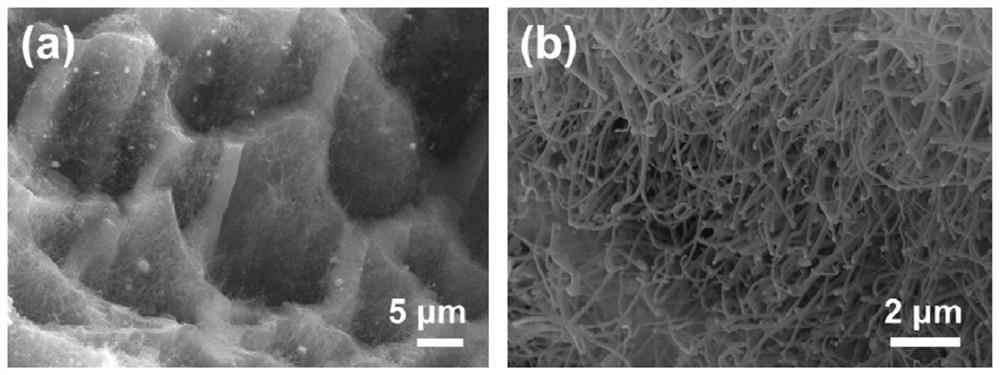 Preparation method and application of loofah sponge biomorphic supported nitrogen-doped carbon nanotube coated iron nanoparticle Fenton-like catalyst