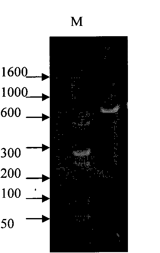 Fungus strain irpex iacteus for producing laccase, and culturing method and application thereof