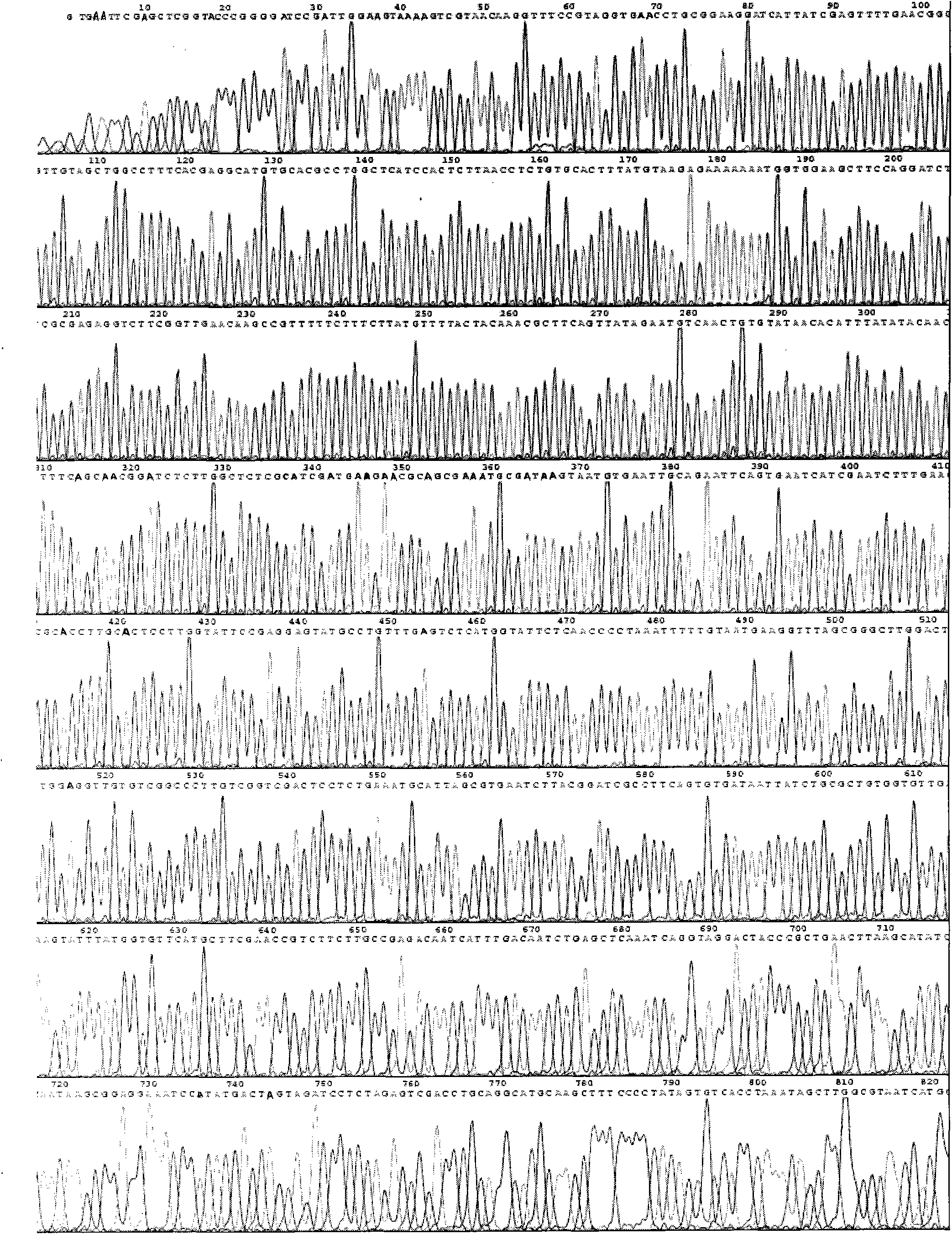 Fungus strain irpex iacteus for producing laccase, and culturing method and application thereof