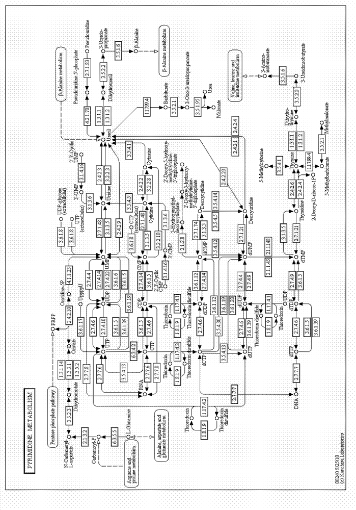 Cordyceps sinensis ribonucleotide reductase as well as coding gene and application thereof