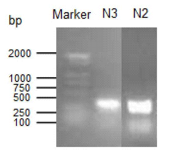 Cordyceps sinensis ribonucleotide reductase as well as coding gene and application thereof