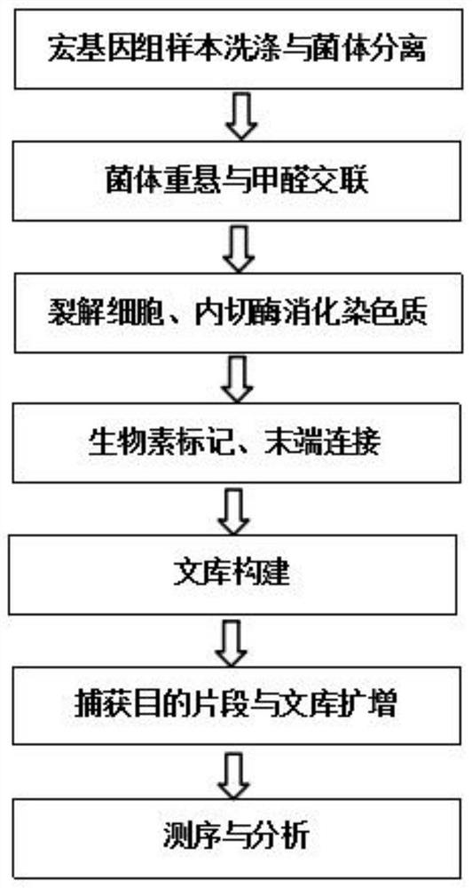 Hi-C high-throughput sequencing library building method suitable for microbial metagenomics and application