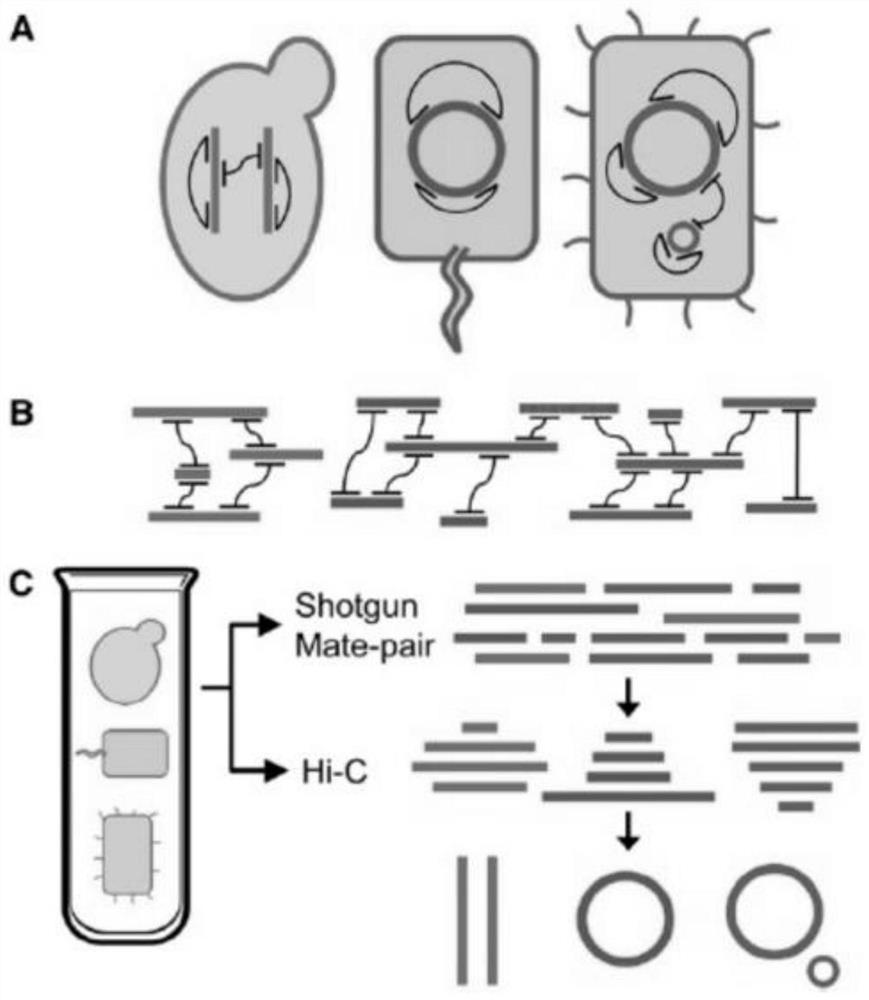 Hi-C high-throughput sequencing library building method suitable for microbial metagenomics and application